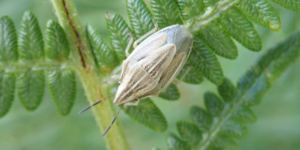 Bishop’s Mitre Shieldbug (Aelia acuminata). Image: Liam Crowley, University of Oxford (CC)