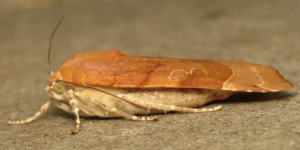 Broad-bordered Yellow Underwing Moth (Noctua fimbriata). Image: Donald Hobern, Flickr (CC)