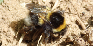 Garden Bumblebee (Bombus hortorum). Image: Liam Crowley, University of Oxford (CC)