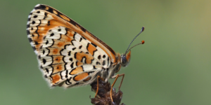 Glanville Fritillary Butterfly (Melitaea cinxia). Image: Frank Vassen, Flickr (CC)