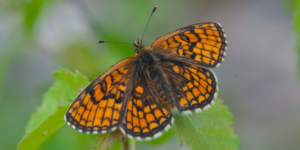 Heath Fritillary Butterfly (Melitaea athalia). Image: Tero Laakso, Flickr (CC)
