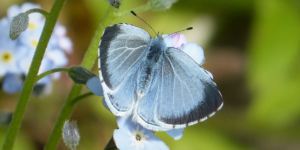 Holly Blue Butterfly (Celastrina argiolus). Image: Gail Hampshire, Flickr (CC)