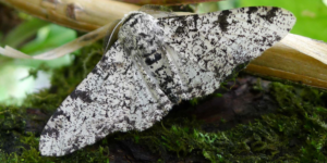 Peppered Moth (Biston betularia). Image: Gail Hampshire, Flickr (CC)