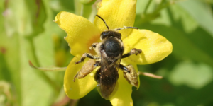 Yellow Loosestrife Bee (Macropis europaea). Image: Liam Crowley, University of Oxford (CC)