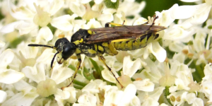 A sawfly (Tenthredo notha). Image: Gail Hampshire, Flickr (CC)