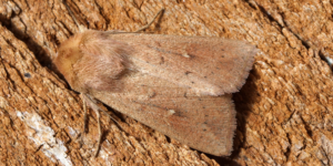 Clay Moth (Mythimna ferrago). Image: Ben Sale, Flickr (CC)
