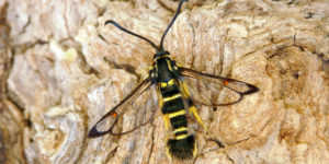 Yellow-legged Clearwing Moth (Synanthedon vespiformis). Image: Patrick Clement, Flickr (CC)