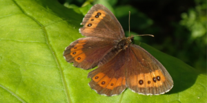 Arran Brown Butterfly (Erebia ligea). Image: Tero Laakso, Flickr (CC)