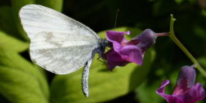 Wood White Butterfly (Leptidea sinapis). Image: Gail Hampshire, Flickr (CC)