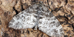 Seraphim Moth (Lobophora halterata). Image: Ben Sale, Flickr (CC)