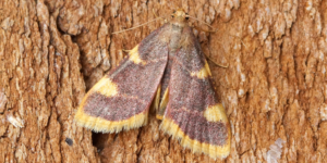 Gold Triangle Moth (Hypsopygia costalis). Image: Ben Sale, Flickr (CC)