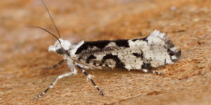 Pied Smudge Moth (Ypsolopha sequella). Image: Ben Sale, Flickr (CC)
