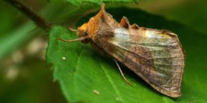 Burnished Brass Moth (Diachrysia chrysitis). Image: Frank Vassen, Flickr (CC)