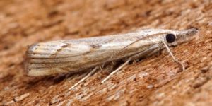 Elbow-stripe Grass-veneer Moth (Agriphila geniculea). Image: Ben Sale, Flickr (CC)