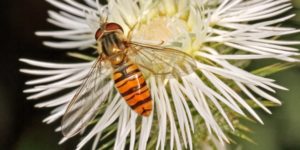 Marmalade Hoverfly (Episyrphus balteatus). Image: Martin Cooper, Flickr (CC)