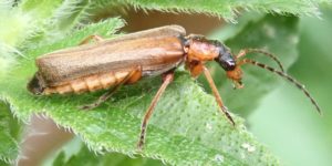 A soldier beetle (Podabrus alpinus). Image: Siga, Wikimedia Commons (CC)