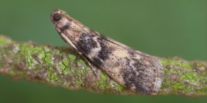 Ash-bark Knot-horn Moth (Euzophera pinguis). Image: Patrick Clement, Flickr (CC)