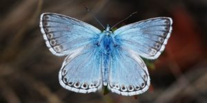 Chalkhill Blue Butterfly (Lysandra coridon). Image: Gilles San Martin, Flickr (CC)