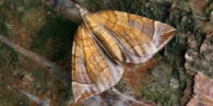 Chevron Moth (Eulithis testata). Image: Patrick Clement, Flickr (CC)