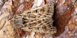 Feathered Gothic Moth (Tholera decimalis). Image: Ben Sale, Flickr (CC)