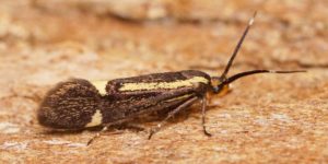 Sulphur Tubic Moth (Esperia sulphurella). Image: Ben Sale, Flickr (CC)