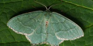 Common Emerald Moth (Hemithea aestivaria). Image: Ilia Ustyantsev, Flickr (CC)