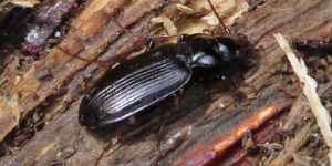 A carabid beetle (Nebria salina). Image: Gail Hampshire, Flickr (CC)