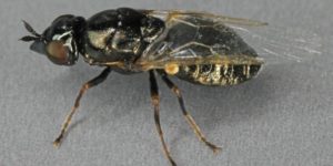 A soldierfly (Nemotelus nigrinus). Image: Janet Graham, Flickr (CC)