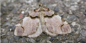 Streamer Moth (Anticlea derivata). Image: Donald Hobern, Flickr (CC)
