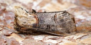 Dark Spectacle Moth (Abrostola triplasia). Image: Ben Sale, Flickr (CC)