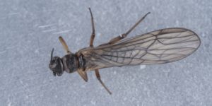 A stonefly (Nemoura dubitans). Image: Darwin Tree of Life (CC)