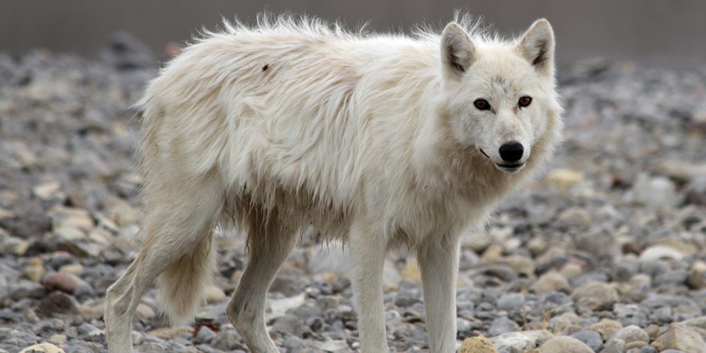 Wolf to dog: Digging into the genome of Canis lupus familiaris – Darwin ...