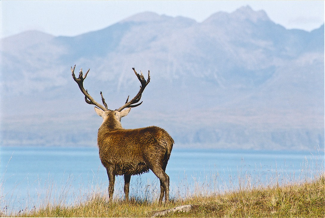 Thistle The Red Deer: Abandoned Exile, Tv Star, Reference Genome 