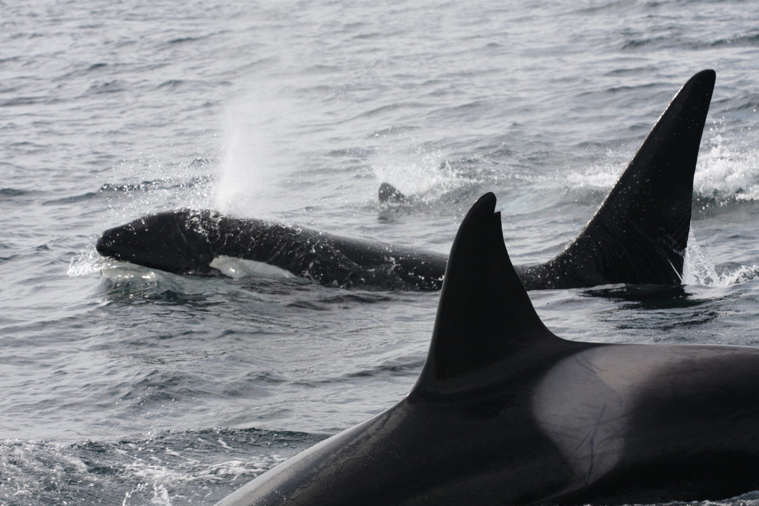 Orcinus orca: How a tragic stranding helped us dive into the killer ...