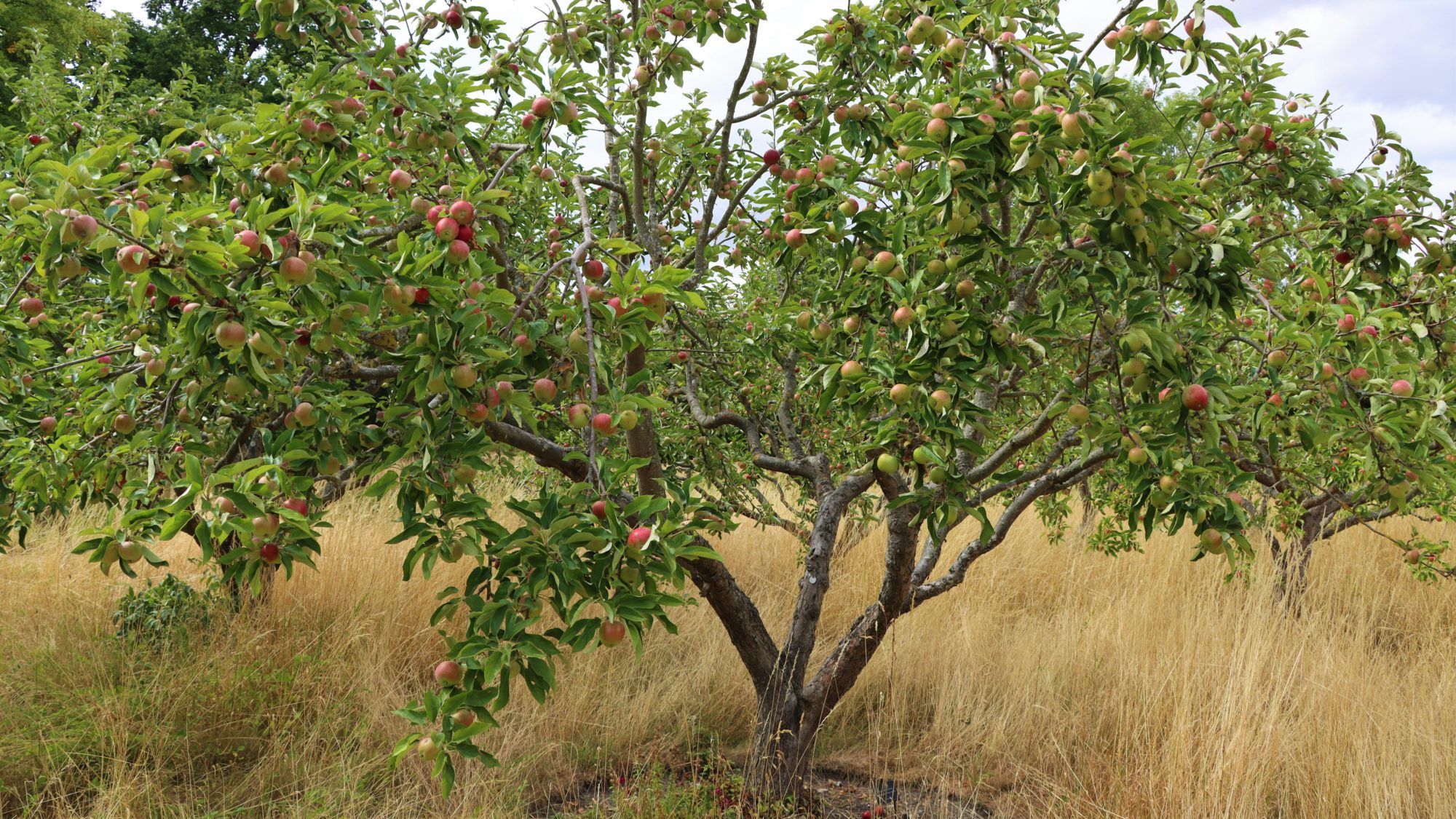 Comparing apples with apples: Our first plant genomes – Darwin Tree of Life