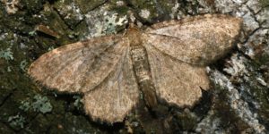Brown Scallop Moth (Philereme vetulata). Image: Ilia Ustyantsev, Flickr (CC)