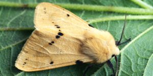 Buff Ermine Moth (Spilarctia lutea). Image: Ilia Ustyantsev, Flickr (CC)
